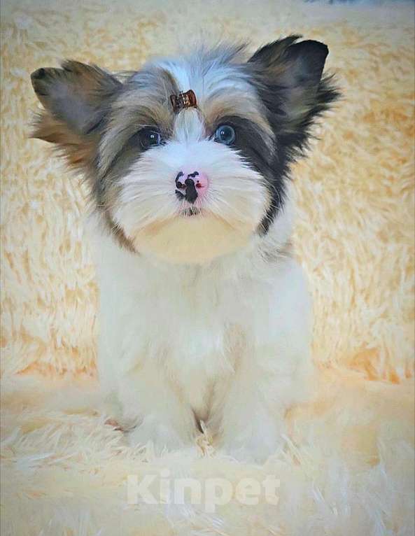 Собаки в Москве: Девочка Голдберри Диамонд Девочка, 120 000 руб. - фото 4