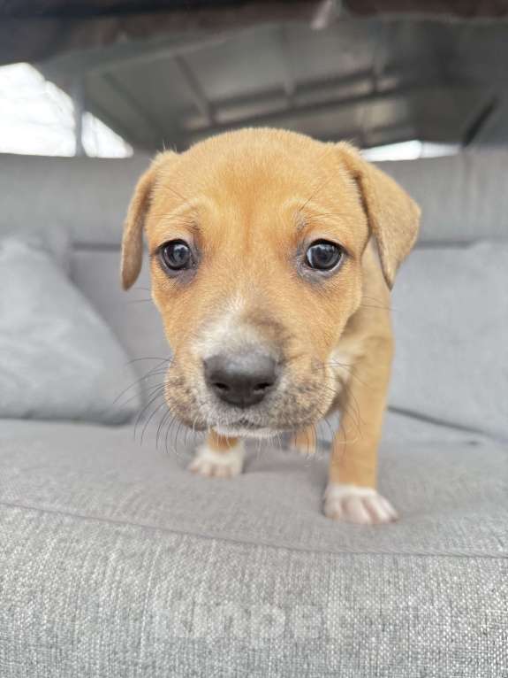 Собаки в других городах Калининградской области: Драма, любовь и хвостатое наследство 🎭🐾 ❤️❤️❤️❤️❤️❤️❤️ Ищем дом для "детей любви"!   Знакомьтесь, Мальчик, Бесплатно - фото 3