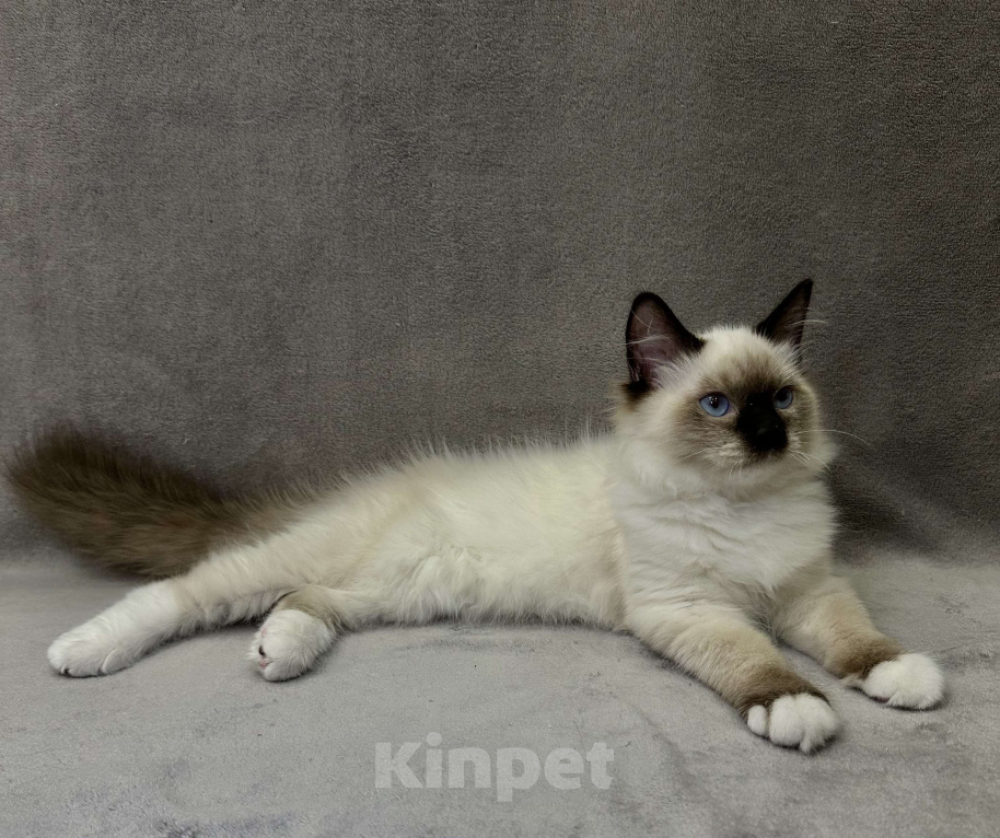 Кошки в Благовещенске: Котенок Невская маскарадная  Мальчик, 43 000 руб. - фото 3