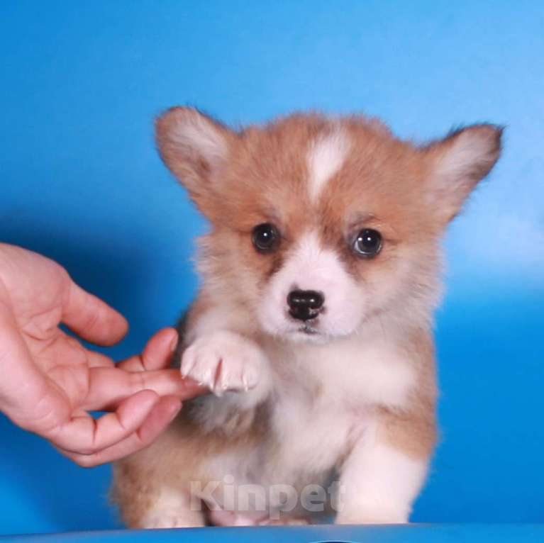 Собаки в Москве: эксклюзивный мини корги Мальчик, 80 000 руб. - фото 6