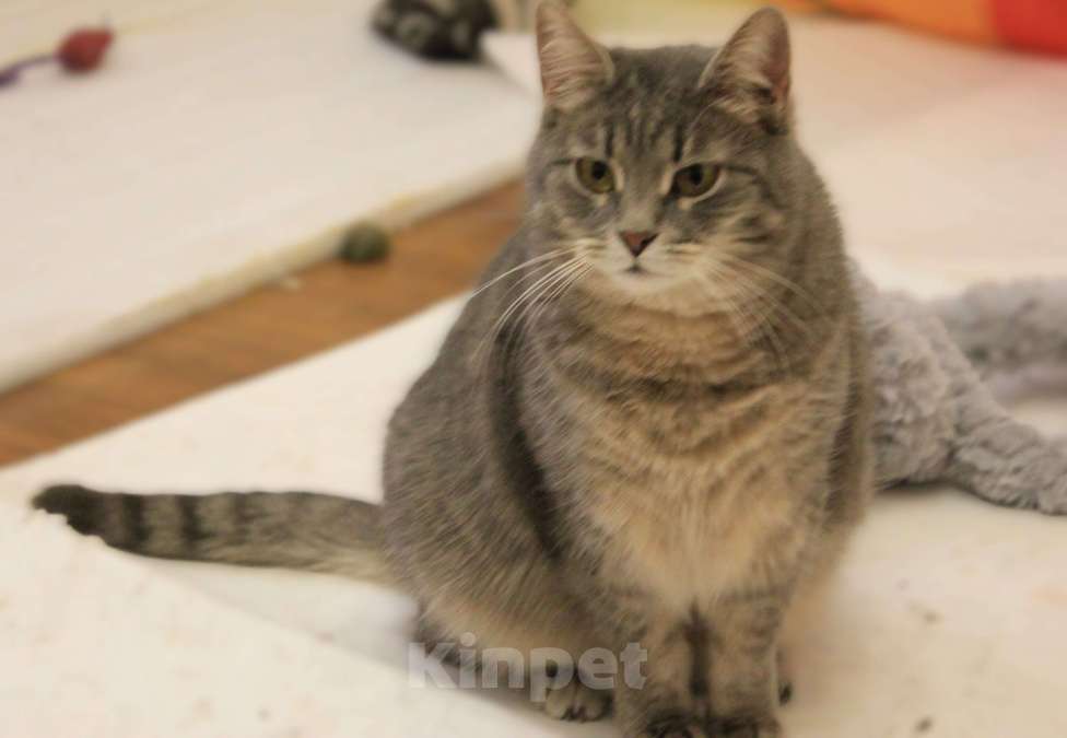 Кошки в Москве: Нежная АСЯ Девочка, Бесплатно - фото 2