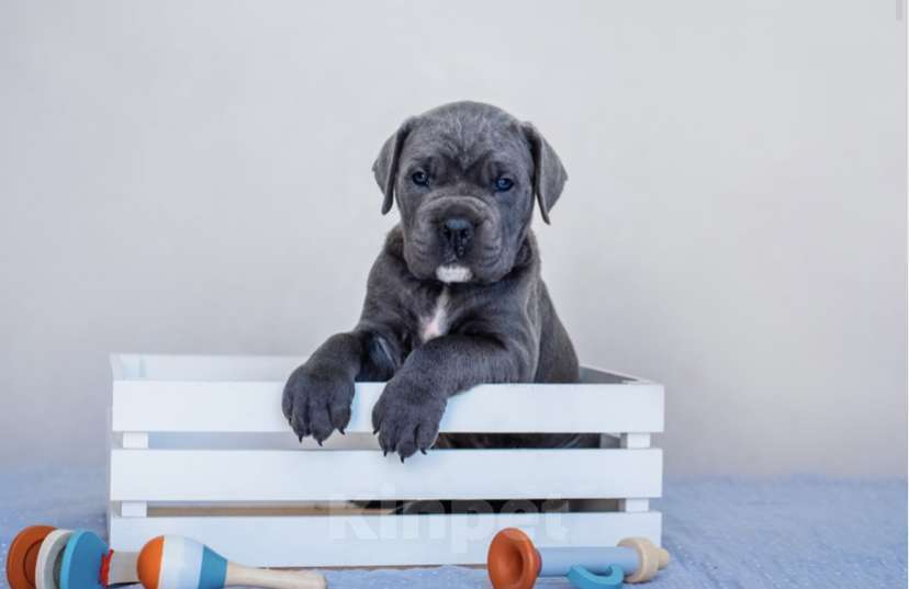 Собаки в Краснодаре: Продам щенков кане корсо  Мальчик, 100 000 руб. - фото 7