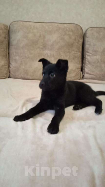 Собаки в Москве: Маленькой Челси нужен дом  Девочка, Бесплатно - фото 1