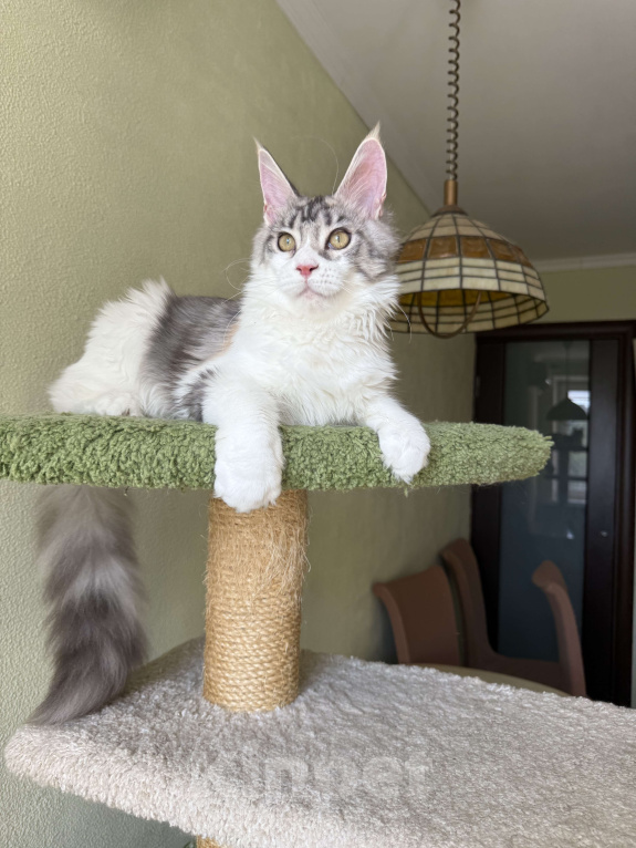 Кошки в Санкт-Петербурге: ЗАБАВА Девочка, 45 000 руб. - фото 3