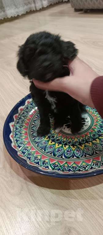 Собаки в других городах Ленинградской области: Щенок карликового пуделя Девочка, 70 000 руб. - фото 1