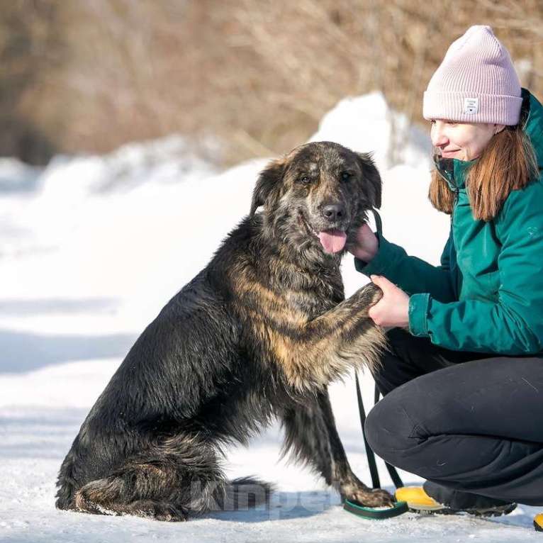 Собаки в Москве: Ласковый молодой ретривер Лорд в добрые руки Мальчик, 1 руб. - фото 5