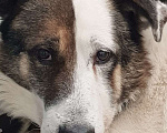 Собаки в Химках: Умка метис ищет дом Мальчик, Бесплатно - фото 5