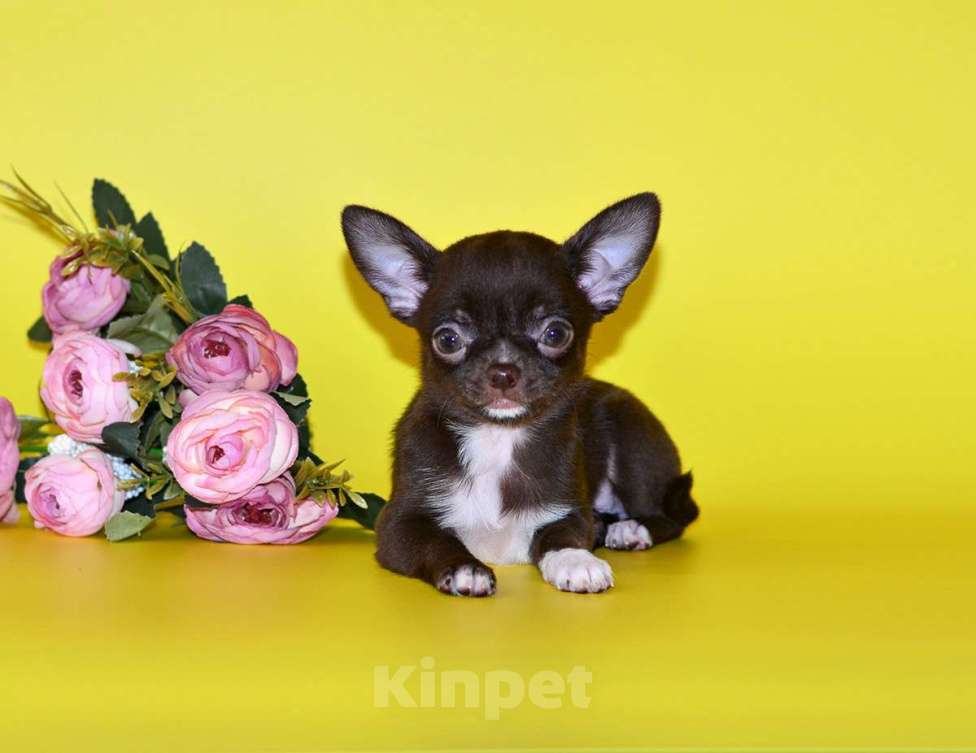 Собаки в Москве: Щенки чихуахуа.  Девочка, Бесплатно - фото 3