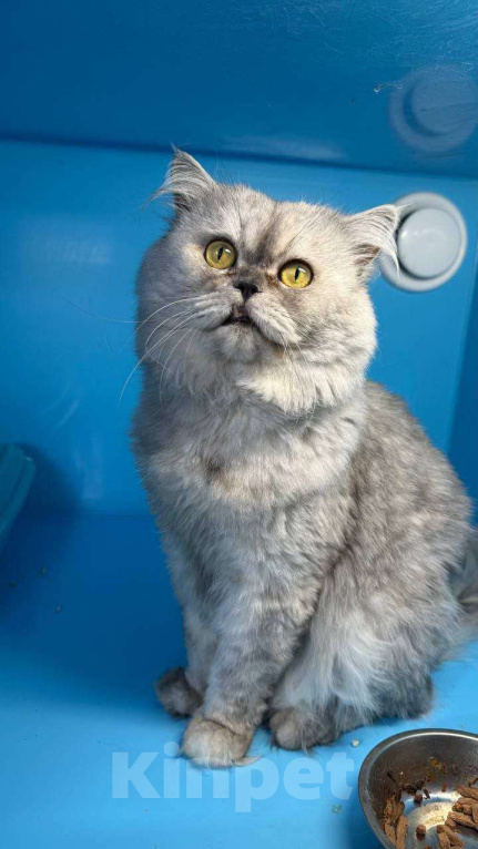 Кошки в Москве: Выброшенный котик Буржик мечтает о доме Мальчик, Бесплатно - фото 8