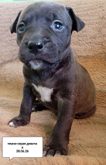 Американский питбультерьер щенок девочка