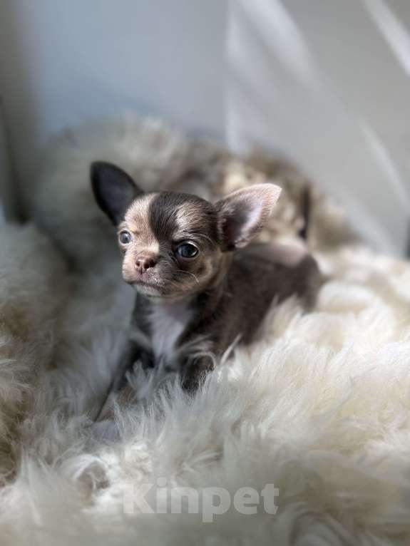 Собаки в Самаре: Мия Девочка, 40 000 руб. - фото 6