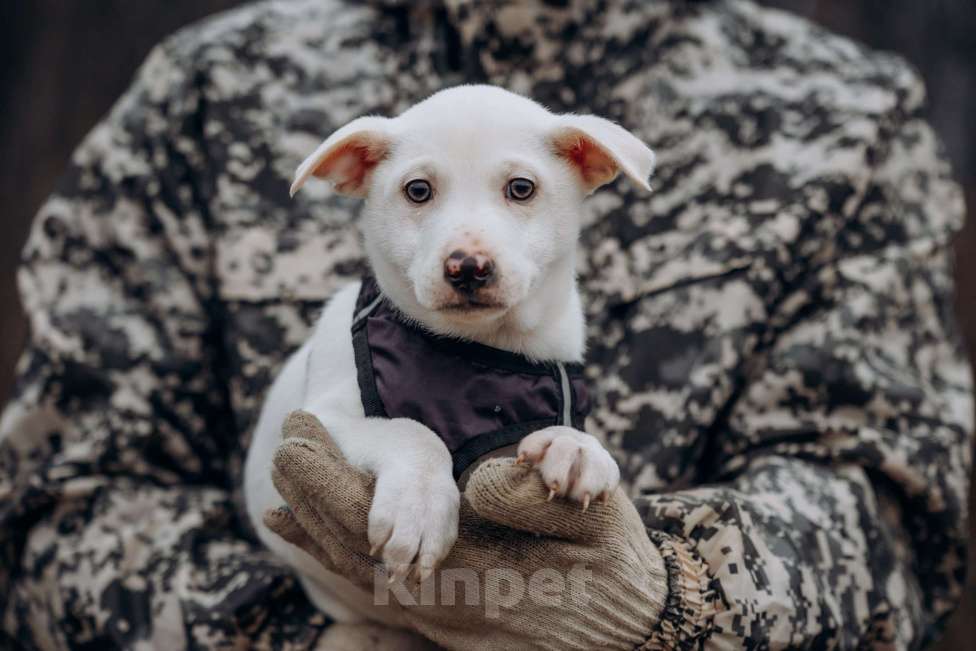 Собаки в Москве: Щенок- мальчик Мальчик, Бесплатно - фото 1