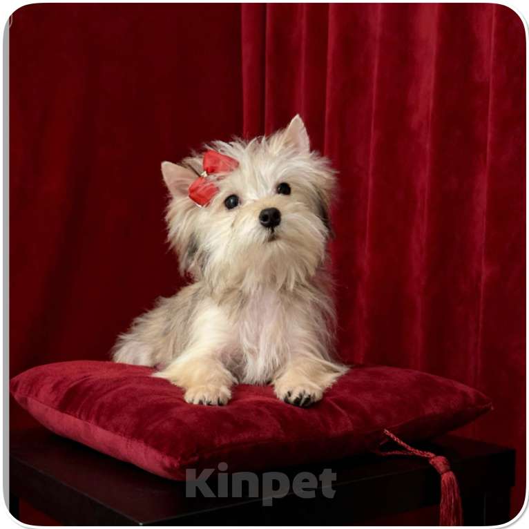 Собаки в Москве: Мини йорк девочка золотая подрощенная Девочка, 70 000 руб. - фото 4