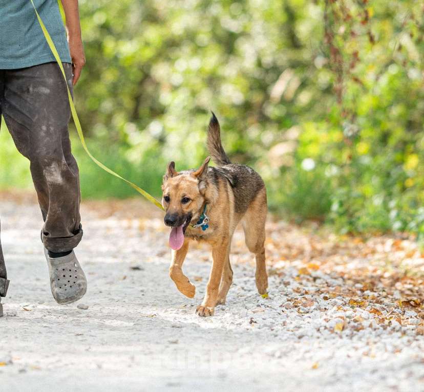 Собаки в Бронницах: Собака Катя в добрые руки  Девочка, Бесплатно - фото 5