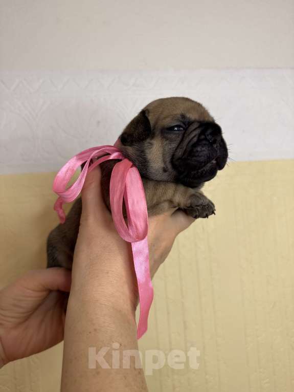 Собаки в Новосибирске: Французский прину Мальчик, 80 000 руб. - фото 8