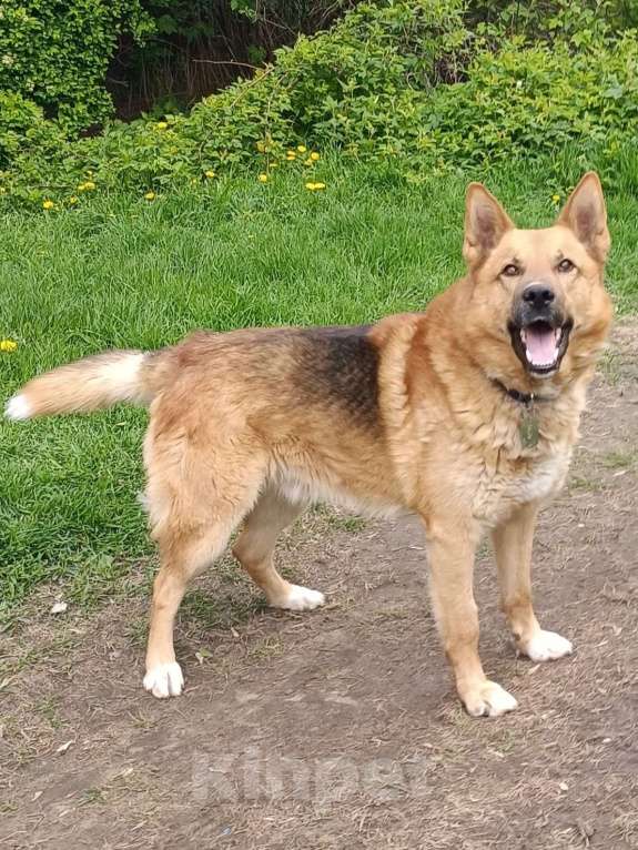 Собаки в Москве: Семейный пёс Арчибальд  Мальчик, Бесплатно - фото 2