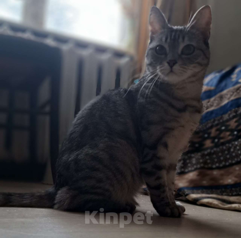 Кошки в Москве: Серенькая Лиза в полосочку создаст уют в вашем доме Девочка, Бесплатно - фото 6