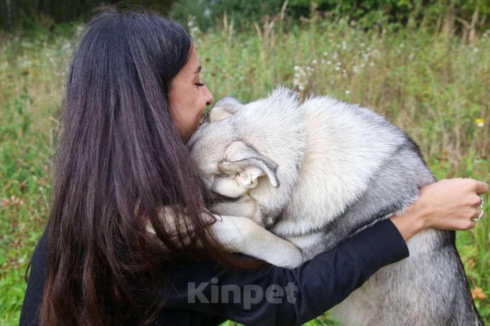 Собаки в Москве: Серенький Мальчик, Бесплатно - фото 2