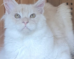 Кошки в других городах Ярославской области: Котята Мейн кун Мальчик, Бесплатно - фото 7