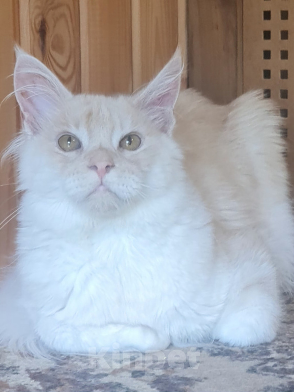 Кошки в других городах Ярославской области: Котята Мейн кун Мальчик, Бесплатно - фото 7