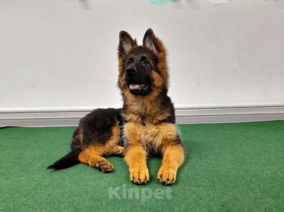 Собаки в Кирове: Немецкая овчарка дш Девочка, 45 000 руб. - фото 1