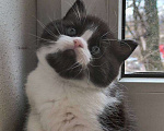 Кошки в Ростове-на-Дону: Шотландские котята  Мальчик, Бесплатно - фото 1