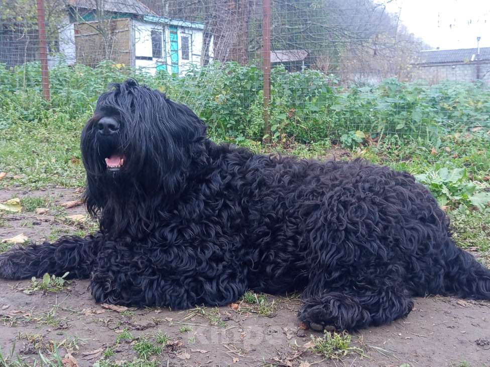 Собаки в Апшеронске: Русский Черный Терьер Вязка  Мальчик, Бесплатно - фото 8