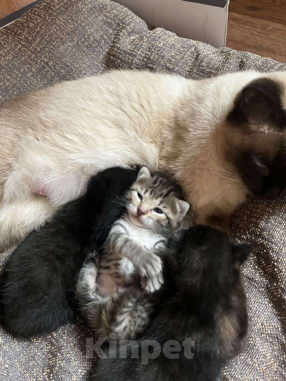 Кошки в Ростове-на-Дону: Луи Девочка, Бесплатно - фото 3