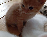Кошки в Санкт-Петербурге: Котенок Девочка, Бесплатно - фото 1