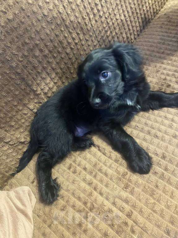 Собаки в Челябинске: Продаю щенка Мальчик, 25 000 руб. - фото 4