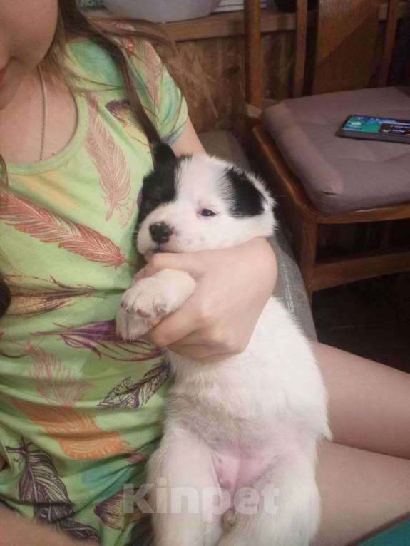 Собаки в Иркутске: Славная, нарядная девочка! Девочка, Бесплатно - фото 1