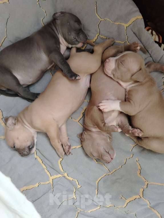 Собаки в Кинели: Американский булли Классик/ XL Мальчик, Бесплатно - фото 9