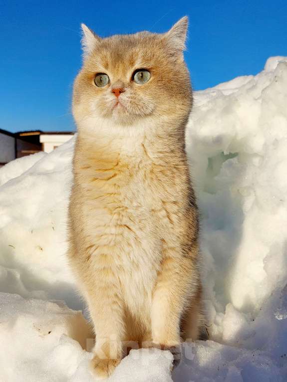 Кошки в Санкт-Петербурге: Кот шотландский самый ласковый Мальчик, 35 000 руб. - фото 2