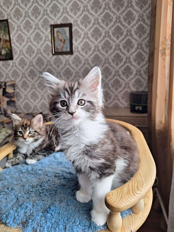 Котята мейн кун