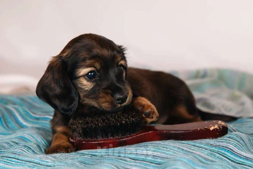 Собаки в Москве: Элвин - рыжий бурундук Мальчик, 125 000 руб. - фото 5