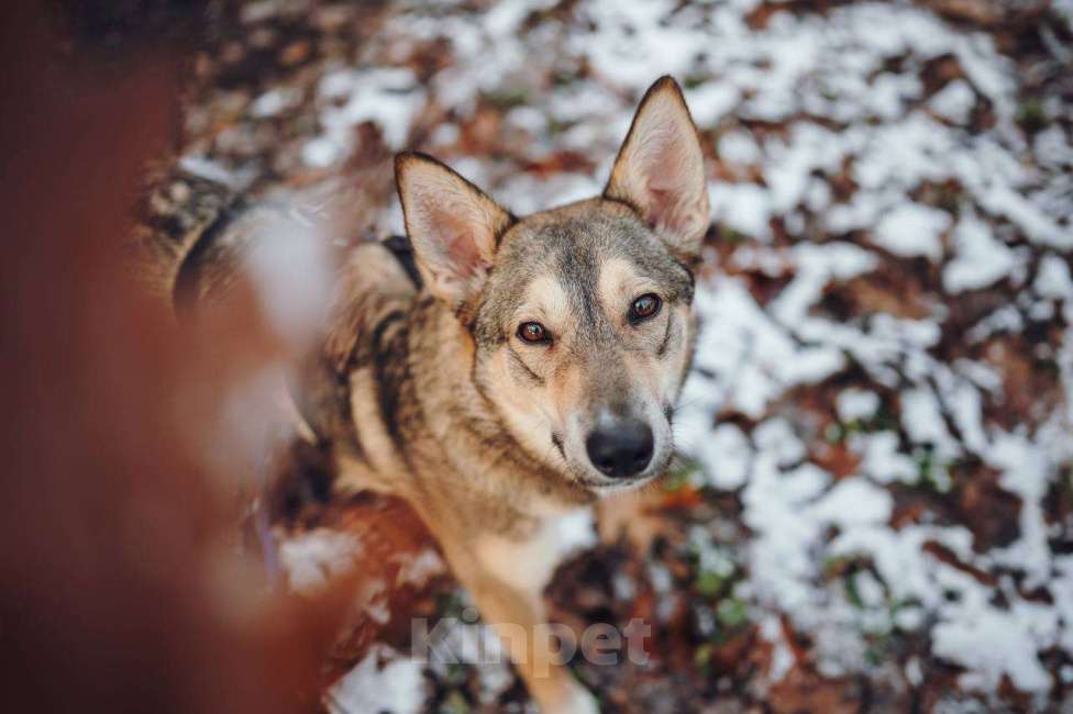 Собаки в Москве: Милая Корица ищет дом Девочка, Бесплатно - фото 6