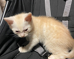 Кошки в Домодедово: Котята Мальчик, Бесплатно - фото 3