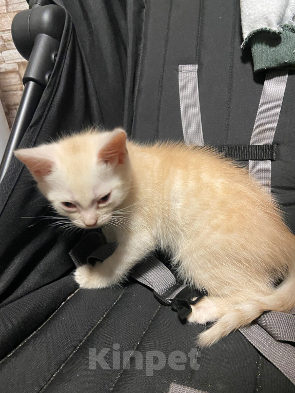 Кошки в Домодедово: Котята Мальчик, Бесплатно - фото 3