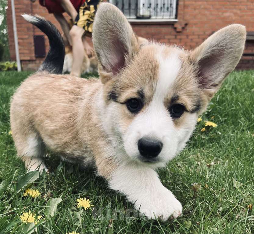 Собаки в Краснодаре: Щенки вельш корги пемброк Девочка, 100 000 руб. - фото 7