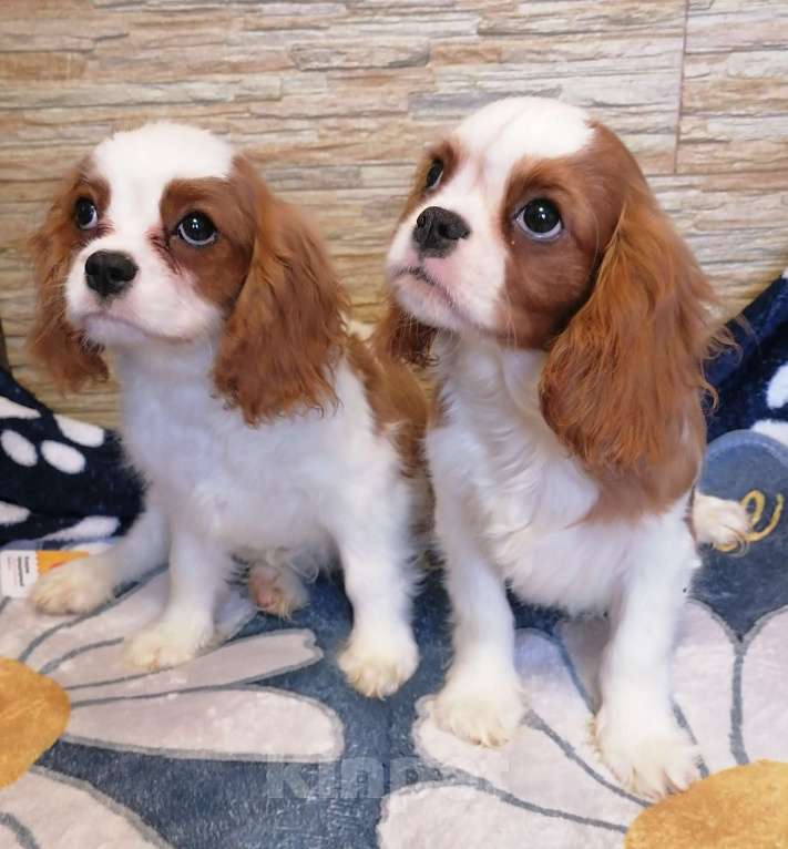 Собаки в Москве: Кавалер Кинг Чарльз 6 мес Девочки. Девочка, 95 000 руб. - фото 2