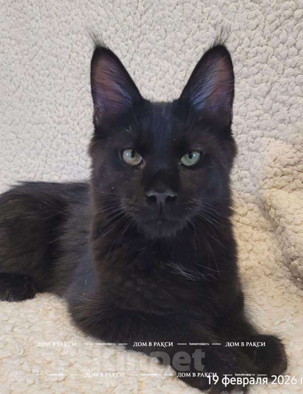 Кошки в других городах Ленинградской области: Кошка мейн-кун X’Chanel Raksi Line Девочка, Бесплатно - фото 2