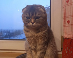 Кошки в Кемерово: Умная кошечка ищет дом Девочка, 10 руб. - фото 5