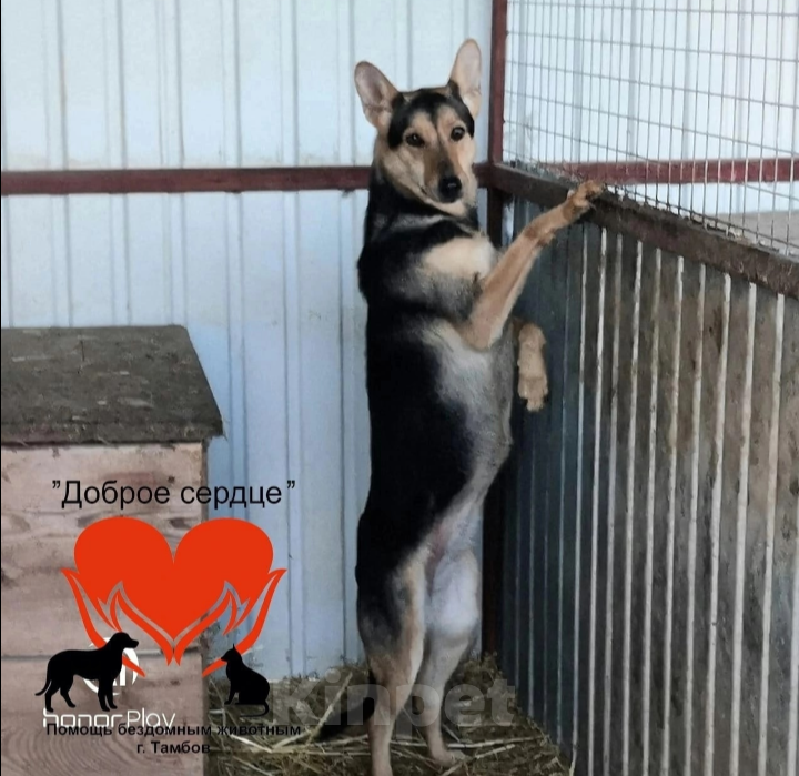 Собаки в Тамбове: Роза Девочка, Бесплатно - фото 2