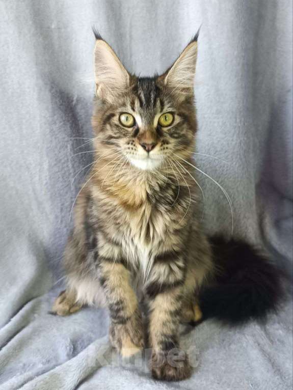 Кошки в Анапе: Черепашка Мейн-кун Девочка, 20 000 руб. - фото 4