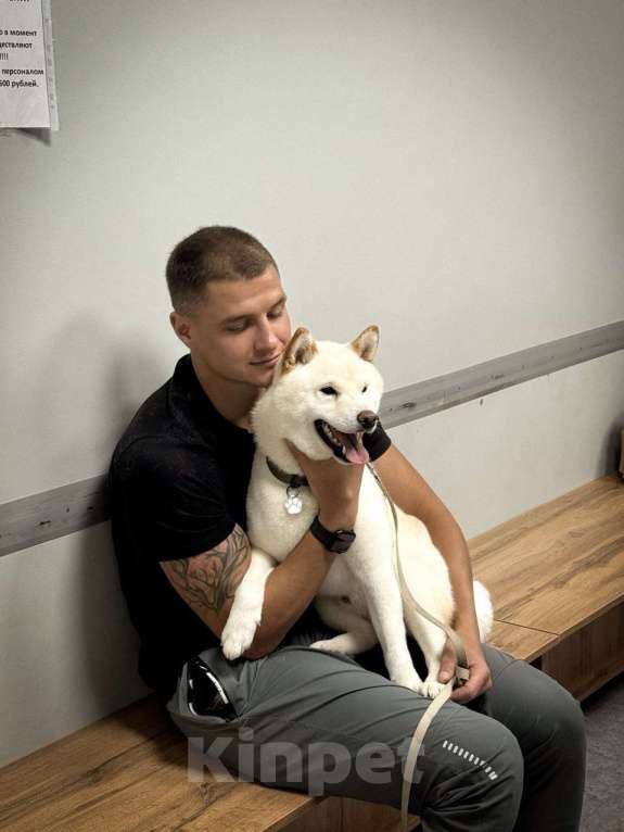 Собаки в других городах Приморского края: Сиба-Ину вязка Мальчик, Бесплатно - фото 6