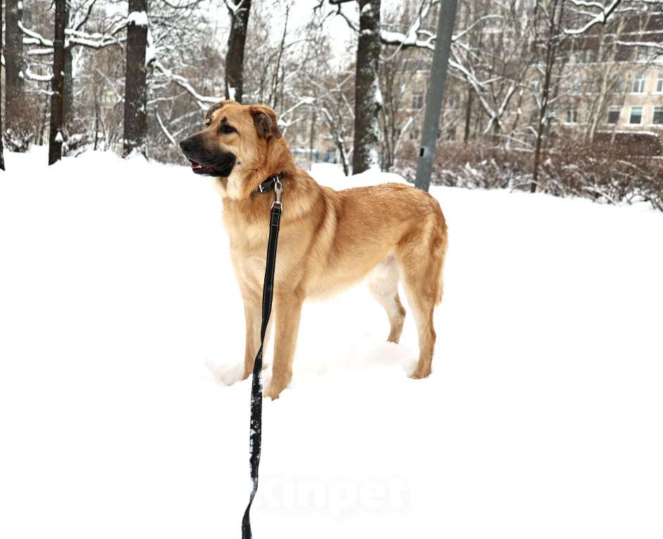 Собаки в Москве: Собака бесплатно Москва Мальчик, Бесплатно - фото 6
