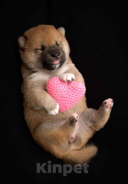 Собаки в Санкт-Петербурге: Щенки Сиба Ину Мальчик, Бесплатно - фото 1