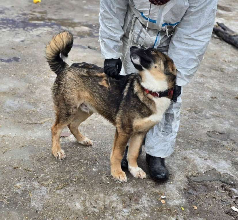 Собаки в Санкт-Петербурге: Прекрасный умный щенок ищет дом Мальчик, Бесплатно - фото 4