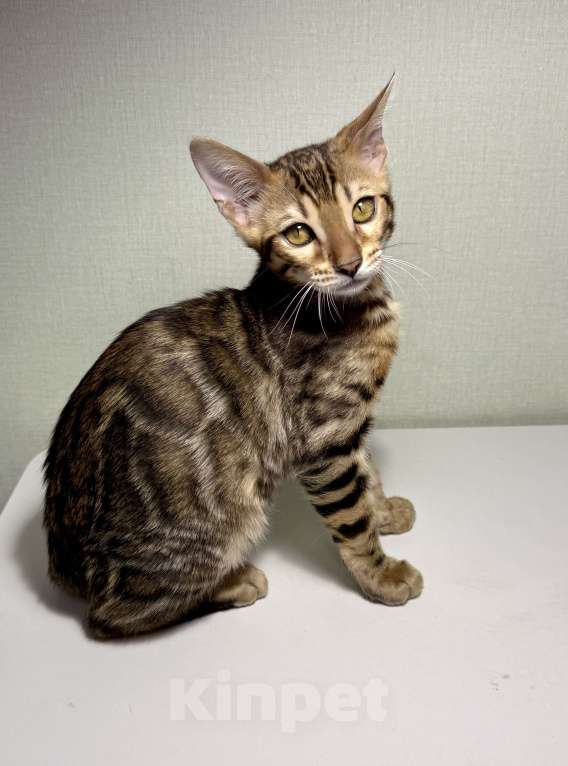 Кошки в Челябинске: Бенгальский котенок Мальчик, 25 000 руб. - фото 2