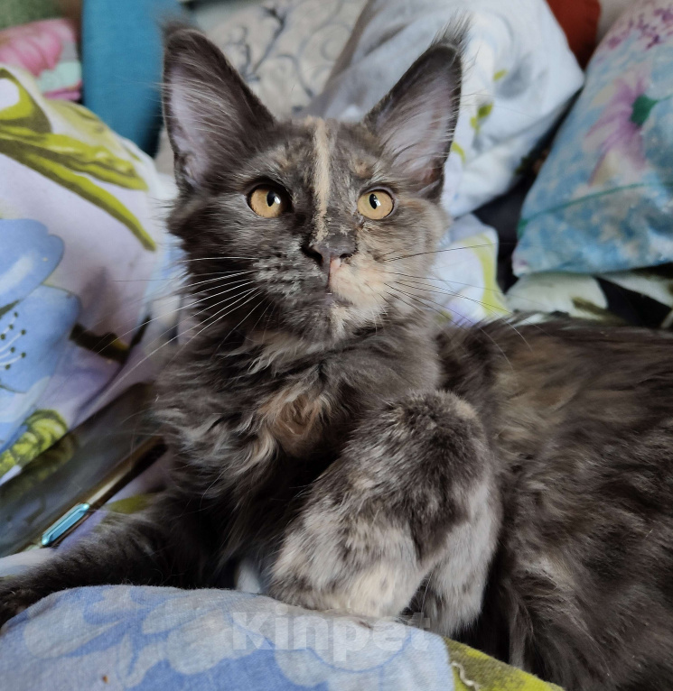 Кошки в Санкт-Петербурге: Нежная девочка - "мамина дочка" Девочка, 25 000 руб. - фото 1
